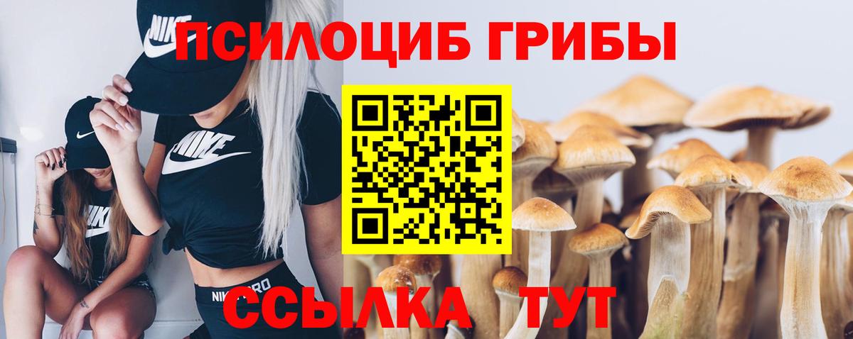 Псилоцибиновые грибы прущие грибы  купить  цена  Галлюциногенные грибы Cubensis  Волгодонск  Вход с VPN 